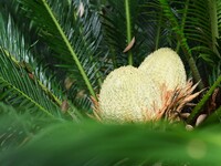 A cycad tree, which is over 1,360 years old, is blooming in Nanning, China, on May 9, 2024. This ancient cycad flowers annually, creating a...