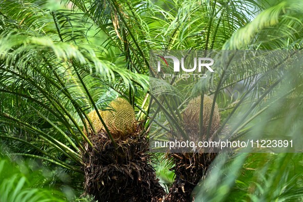 A cycad tree, which is over 1,360 years old, is blooming in Nanning, China, on May 9, 2024. This ancient cycad flowers annually, creating a...