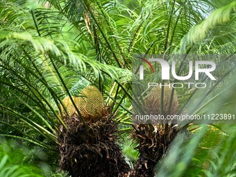 A cycad tree, which is over 1,360 years old, is blooming in Nanning, China, on May 9, 2024. This ancient cycad flowers annually, creating a...