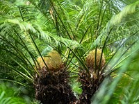 A cycad tree, which is over 1,360 years old, is blooming in Nanning, China, on May 9, 2024. This ancient cycad flowers annually, creating a...