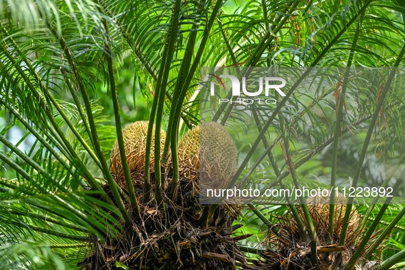 A cycad tree, which is over 1,360 years old, is blooming in Nanning, China, on May 9, 2024. This ancient cycad flowers annually, creating a...