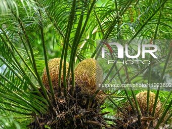 A cycad tree, which is over 1,360 years old, is blooming in Nanning, China, on May 9, 2024. This ancient cycad flowers annually, creating a...