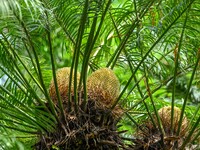 A cycad tree, which is over 1,360 years old, is blooming in Nanning, China, on May 9, 2024. This ancient cycad flowers annually, creating a...