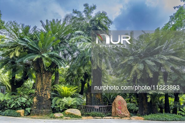 A cycad tree, which is over 1,360 years old, is blooming in Nanning, China, on May 9, 2024. This ancient cycad flowers annually, creating a...