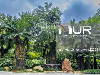 A cycad tree, which is over 1,360 years old, is blooming in Nanning, China, on May 9, 2024. This ancient cycad flowers annually, creating a...