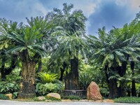 A cycad tree, which is over 1,360 years old, is blooming in Nanning, China, on May 9, 2024. This ancient cycad flowers annually, creating a...