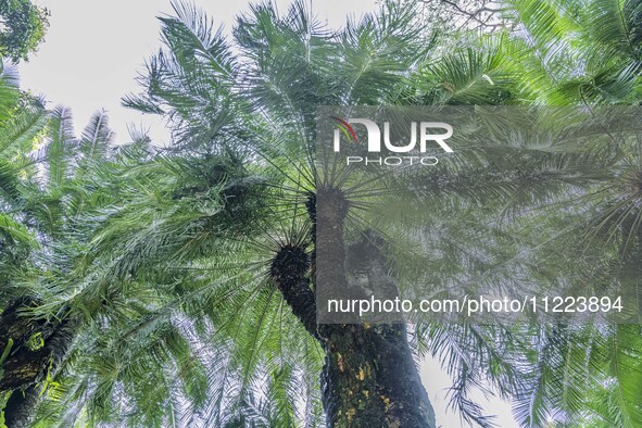 A cycad tree, which is over 1,360 years old, is blooming in Nanning, China, on May 9, 2024. This ancient cycad flowers annually, creating a...