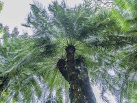 A cycad tree, which is over 1,360 years old, is blooming in Nanning, China, on May 9, 2024. This ancient cycad flowers annually, creating a...