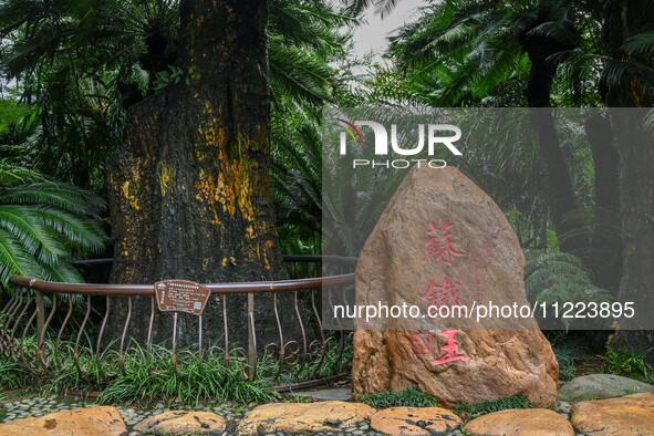 A cycad tree, which is over 1,360 years old, is blooming in Nanning, China, on May 9, 2024. This ancient cycad flowers annually, creating a...