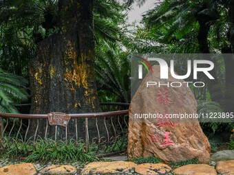 A cycad tree, which is over 1,360 years old, is blooming in Nanning, China, on May 9, 2024. This ancient cycad flowers annually, creating a...