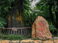 A cycad tree, which is over 1,360 years old, is blooming in Nanning, China, on May 9, 2024. This ancient cycad flowers annually, creating a...