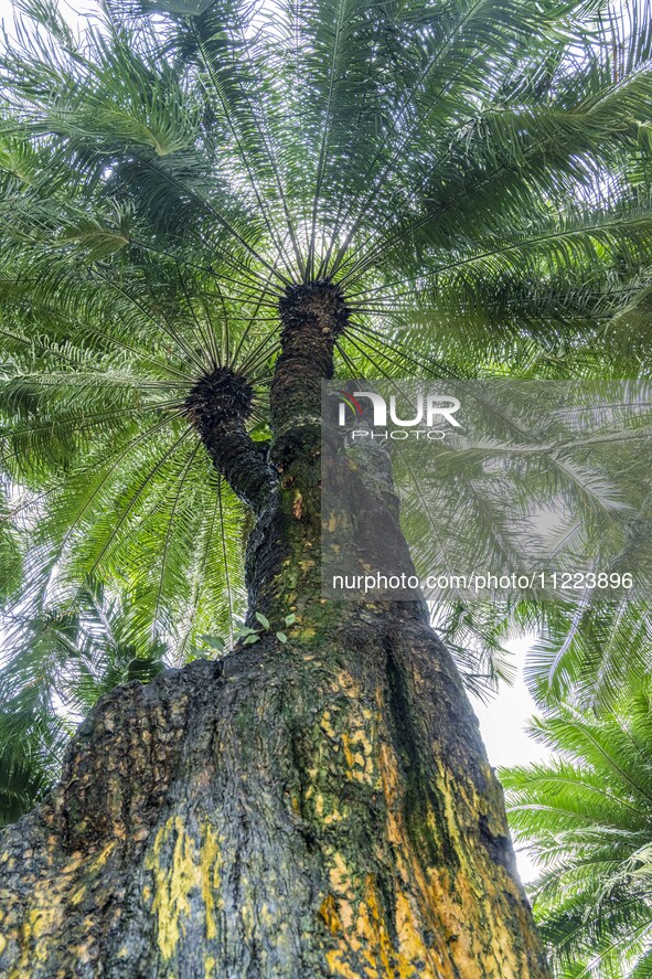 A cycad tree, which is over 1,360 years old, is blooming in Nanning, China, on May 9, 2024. This ancient cycad flowers annually, creating a...