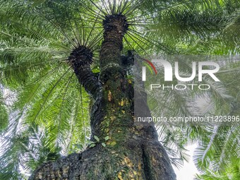 A cycad tree, which is over 1,360 years old, is blooming in Nanning, China, on May 9, 2024. This ancient cycad flowers annually, creating a...