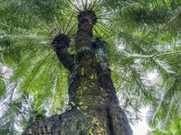 A cycad tree, which is over 1,360 years old, is blooming in Nanning, China, on May 9, 2024. This ancient cycad flowers annually, creating a...