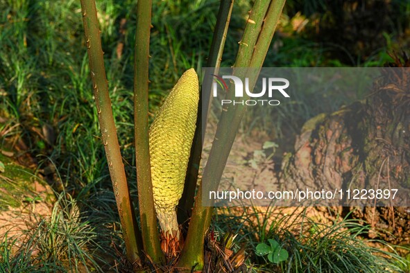 A cycad tree, which is over 1,360 years old, is blooming in Nanning, China, on May 9, 2024. This ancient cycad flowers annually, creating a...