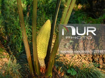 A cycad tree, which is over 1,360 years old, is blooming in Nanning, China, on May 9, 2024. This ancient cycad flowers annually, creating a...