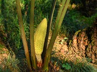 A cycad tree, which is over 1,360 years old, is blooming in Nanning, China, on May 9, 2024. This ancient cycad flowers annually, creating a...