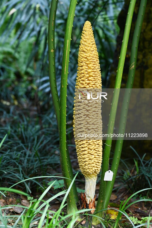 A cycad tree, which is over 1,360 years old, is blooming in Nanning, China, on May 9, 2024. This ancient cycad flowers annually, creating a...