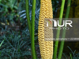 A cycad tree, which is over 1,360 years old, is blooming in Nanning, China, on May 9, 2024. This ancient cycad flowers annually, creating a...