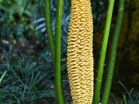 A cycad tree, which is over 1,360 years old, is blooming in Nanning, China, on May 9, 2024. This ancient cycad flowers annually, creating a...