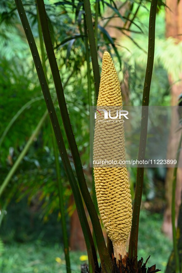 A cycad tree, which is over 1,360 years old, is blooming in Nanning, China, on May 9, 2024. This ancient cycad flowers annually, creating a...