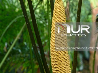 A cycad tree, which is over 1,360 years old, is blooming in Nanning, China, on May 9, 2024. This ancient cycad flowers annually, creating a...