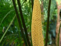 A cycad tree, which is over 1,360 years old, is blooming in Nanning, China, on May 9, 2024. This ancient cycad flowers annually, creating a...