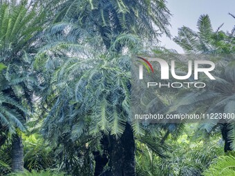 A cycad tree, which is over 1,360 years old, is blooming in Nanning, China, on May 9, 2024. This ancient cycad flowers annually, creating a...