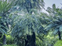 A cycad tree, which is over 1,360 years old, is blooming in Nanning, China, on May 9, 2024. This ancient cycad flowers annually, creating a...