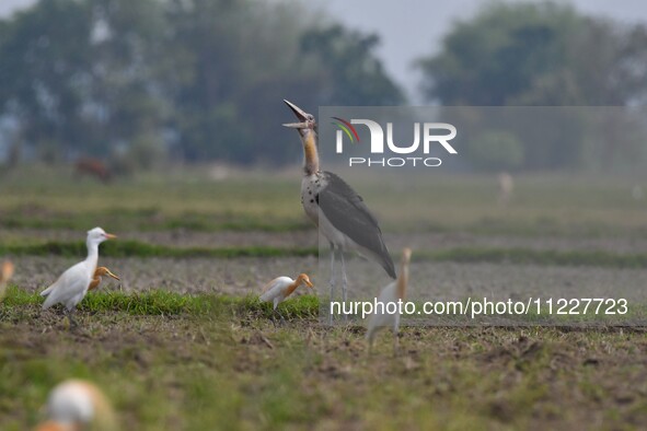 A Lesser Adjutant stork is searching for food in a paddy field in Morigaon District, Assam, India, on May 11, 2024. 