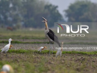 A Lesser Adjutant stork is searching for food in a paddy field in Morigaon District, Assam, India, on May 11, 2024. (