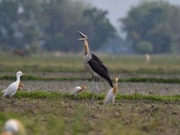 A Lesser Adjutant stork is searching for food in a paddy field in Morigaon District, Assam, India, on May 11, 2024. (