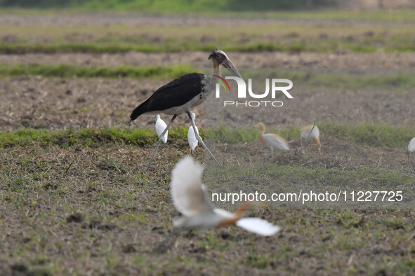 A Lesser Adjutant stork is searching for food in a paddy field in Morigaon District, Assam, India, on May 11, 2024. 