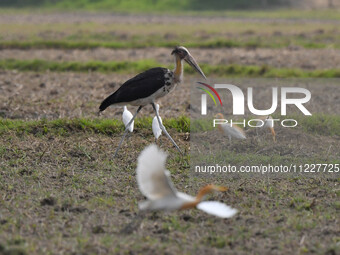 A Lesser Adjutant stork is searching for food in a paddy field in Morigaon District, Assam, India, on May 11, 2024. (