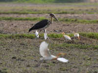 A Lesser Adjutant stork is searching for food in a paddy field in Morigaon District, Assam, India, on May 11, 2024. (