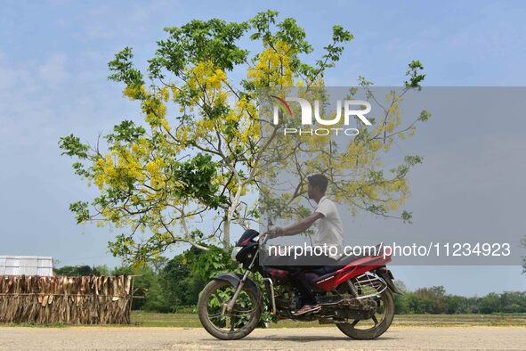 A man is riding his bike past a blooming Cassia Fistula tree in Nagaon District, Assam, on May 13, 2024. 