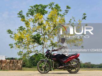 A man is riding his bike past a blooming Cassia Fistula tree in Nagaon District, Assam, on May 13, 2024. (