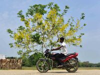 A man is riding his bike past a blooming Cassia Fistula tree in Nagaon District, Assam, on May 13, 2024. (