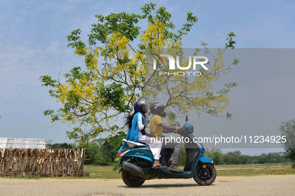 A man is riding his bike past a blooming Cassia Fistula tree in Nagaon District, Assam, on May 13, 2024. 