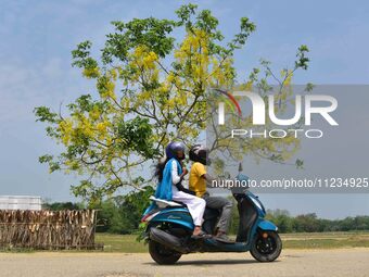 A man is riding his bike past a blooming Cassia Fistula tree in Nagaon District, Assam, on May 13, 2024. (