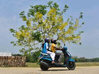 A man is riding his bike past a blooming Cassia Fistula tree in Nagaon District, Assam, on May 13, 2024. (