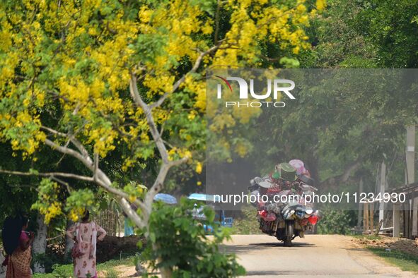 A man is riding his bike past a blooming Cassia Fistula tree in Nagaon District, Assam, on May 13, 2024. 