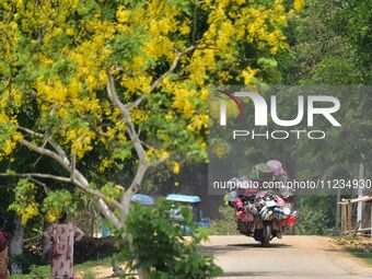 A man is riding his bike past a blooming Cassia Fistula tree in Nagaon District, Assam, on May 13, 2024. (