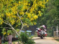 A man is riding his bike past a blooming Cassia Fistula tree in Nagaon District, Assam, on May 13, 2024. (