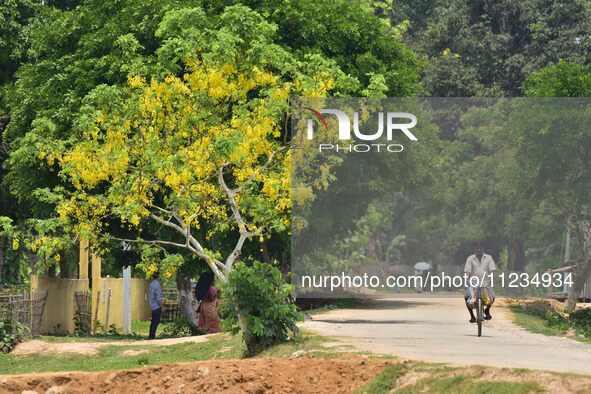 A man is riding a bicycle past a blooming Cassia Fistula tree in Nagaon District, Assam, on May 13, 2024. 