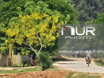 A man is riding a bicycle past a blooming Cassia Fistula tree in Nagaon District, Assam, on May 13, 2024. (