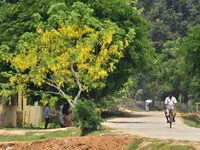 A man is riding a bicycle past a blooming Cassia Fistula tree in Nagaon District, Assam, on May 13, 2024. (