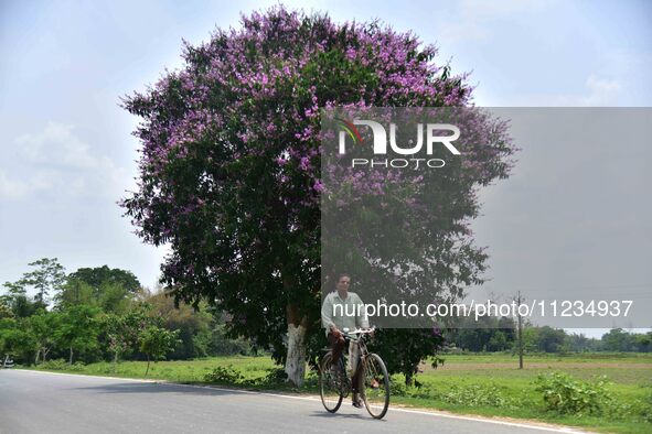 A man is riding a bicycle past a blooming Queen's Crape Myrtle (Lagerstroemia speciosa) tree in Nagaon District, Assam, on May 13, 2024. 