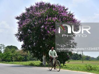 A man is riding a bicycle past a blooming Queen's Crape Myrtle (Lagerstroemia speciosa) tree in Nagaon District, Assam, on May 13, 2024. (