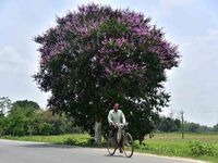 A man is riding a bicycle past a blooming Queen's Crape Myrtle (Lagerstroemia speciosa) tree in Nagaon District, Assam, on May 13, 2024. (